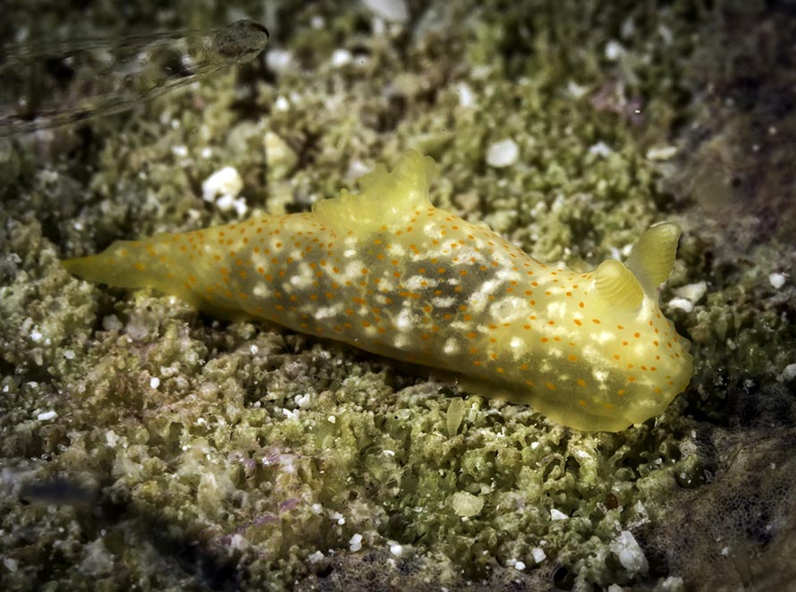 Gymnodoris sp. 3
